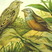 Cretzschmar's Bunting